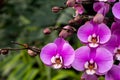 Ã¨ÂÂ´Ã¨ÂÂ¶Ã¥â¦Â°Ã¯Â¼ËÃ¥Â­Â¦Ã¥ÂÂÃ¯Â¼Å¡Phalaenopsis aphrodite H. G. ReichenbachÃ¯Â¼â°